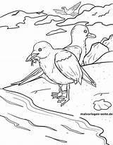 Coloring Seagull Printable Pages Seagulls Coloringbay Eating sketch template