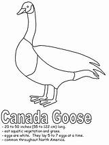 Goose Coloring Canada Pages Animal Drawing Kids Birds Canadian Animals Getdrawings Book Activities Fact Kidzone Results sketch template