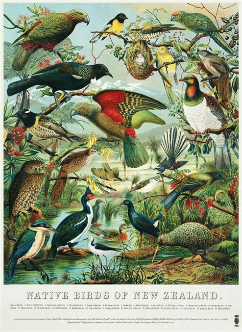 Native Birds Of Nz Poster New Zealand Fine Prints