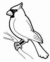 Birds Printable Outline Cardinal Ius Tech sketch template