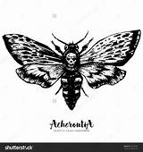 Moth Head Coloring Deaths Death Hawkmoth Vector Drawn Ink Hand Trendy Engraved Illustration Style Drawing Tattoo Sketch Designlooter Shutterstock 1600px sketch template