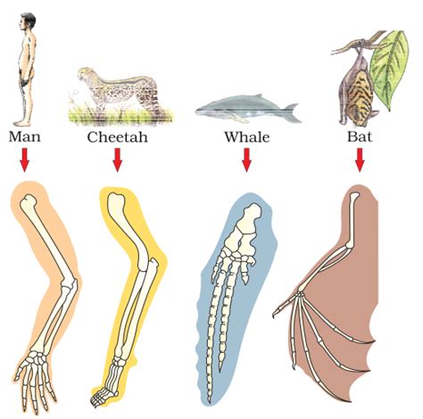 Image Analogous Structures Png Dragonflyissuesinevolution13 Wiki