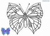 Schmetterlinge Schmetterling Ausmalbilder Ausmalen Ausdrucken Malvorlagen sketch template