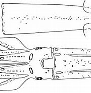 Afbeeldingsresultaten voor "eucleoteuthis Luminosa". Grootte: 180 x 135. Bron: tolweb.org