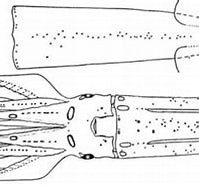 Afbeeldingsresultaten voor Eucleoteuthis luminosa Klasse. Grootte: 197 x 135. Bron: tolweb.org