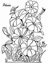 Petunia Petunias Sheets Thegraphicsfairy Mandala Odrasle Bojanje Stranice Mandalas Erwachsene Malvorlagen sketch template