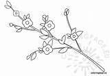 Branch Flowers Coloriages Trouvé Delphinemananou Centerblog Coloringpage sketch template