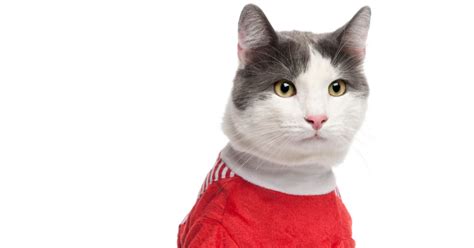 whisker fabulous  cats wear clothes  tips  cat owners