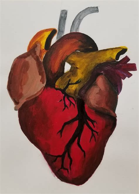 anatomic heart etsy