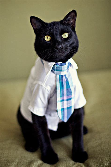wedding fashions  cats  dogs
