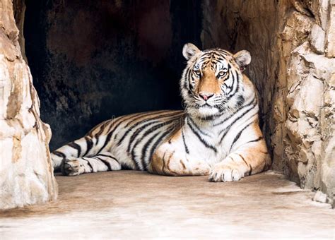 tiger  cave stock image image  rock tigress vicious