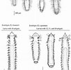 Afbeeldingsresultaten voor "spio Goniocephala". Grootte: 102 x 101. Bron: www.researchgate.net