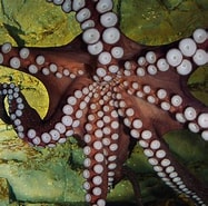 Afbeeldingsresultaten voor Octopodidae. Grootte: 187 x 185. Bron: www.ryanphotographic.com