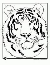 Coloring Tiger Pages Animal Tigers Head Wild Animaljr Colouring Cartoon Cubs Cute Including Adult Heads Kids Jr sketch template