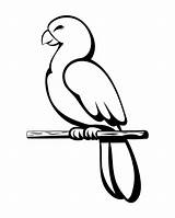 Cartoon Parrot Parot Macaw sketch template