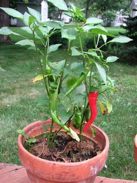 easiest vegetables    grow   pot  growing peppers