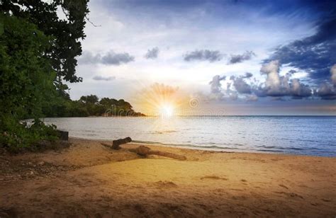 sunrise  beach stock photo image  outdoor palmtree