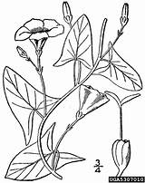 Auckland Websites Council Search Bindweed sketch template