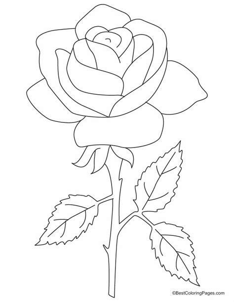rose petal colouring pages