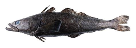 seafood species antarctic toothfish talleys limited