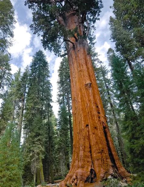 giant sequoia tree forestrycom