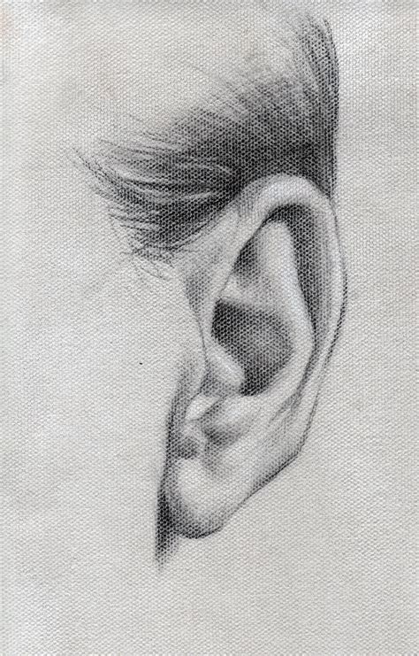 ear study anatomy art ear drawings realistic drawings