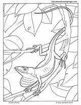 Coloring Pages Animal Animals Jungle Kids Anole Book Lizard Colouring Trees Au Colouringpages Green Two Books Tree Frog Vbs Popular sketch template