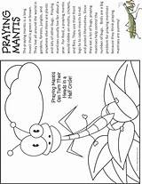 Mantis Praying Coloring Kids Bug Clipart Pages Bugs Activities Makingfriends Firefly Insects Facts Fact Colouring Cycle School Visit Webstockreview Choose sketch template