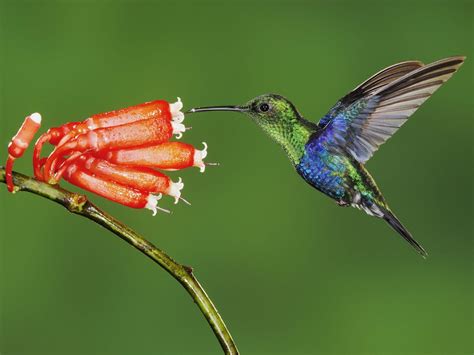 muestrario de las especies de colibries en mexico infografico mas