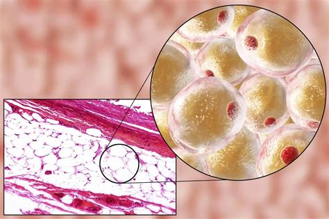 fat storage adipose tissue   complex endocrine organ