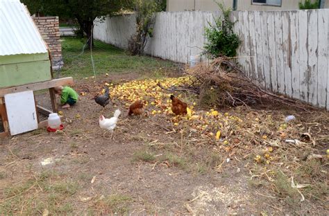 is it legal to raise chickens in my suburban backyard counting my