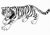 Tiger Coloring Pages Drawing Baby Tooth Realistic Clipart Kids Sabre Color Clipartmag Getcolorings Bengal Comments Sheets Print Getdrawings Printable sketch template