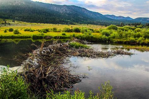 beaver dam  diagrams topos summitpost