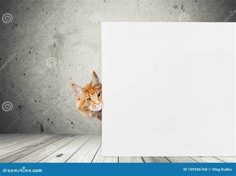 adorable red cat  empty card  background stock photo image