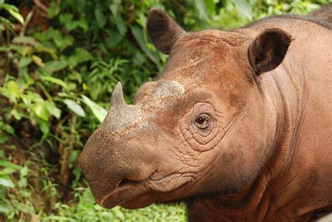 surgery saves puntung  rhino clean malaysia