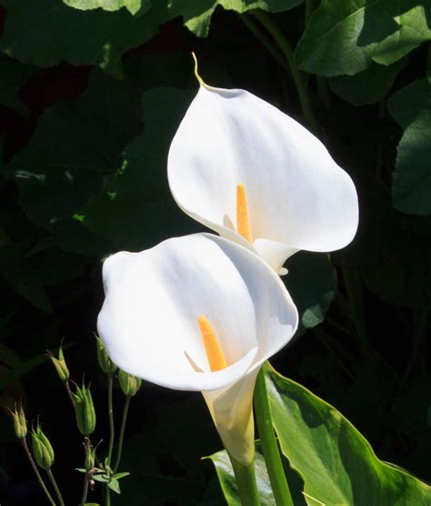 arum lily   photo  freeimages