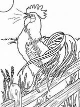 Gaina Rooster Desenat Gaini Cocos Cocosul Colorat Pui Plansa Imagini Roster Chickens Hen Sheets Apucam sketch template