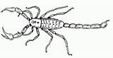 Scorpion Coloriage Alacranes Scorpio Animaux Coloriages Escorpiones Chachipedia Colorier sketch template