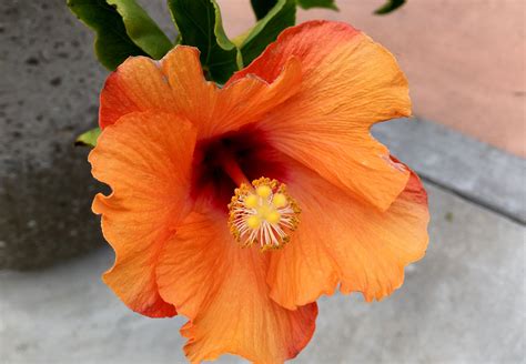 orange hibiscus san diego ca flower  hibiscus flowers