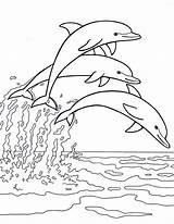 Dolphins Golfinhos sketch template