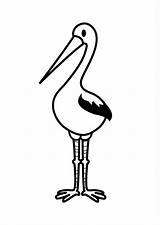 Coloring Pages Stork Coloringtop sketch template