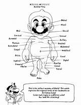 Anatomy Coloring Pages Book Heart Kids Physiology Printable Human Mario Colouring Bootleg Clipart Books Coloringhome Color Body Library Utterly Insane sketch template