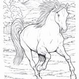 Cavalo Selvagem Desenho sketch template