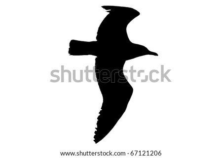 seagull silhouette stock illustration  shutterstock