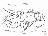 Crayfish Crawfish Coloring Pages Drawing Crustacean Printable Danube Sheet Template Drawings sketch template