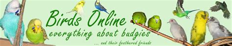 Birds Online General Facts About Budgies Life Span Of