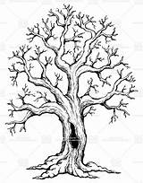 Tree Drawing Oak Drawings Sketches Trees Line Roots Easy Trunk Pencil Tattoo sketch template