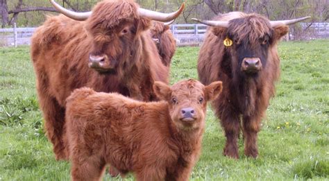 highland cattle holistic management international