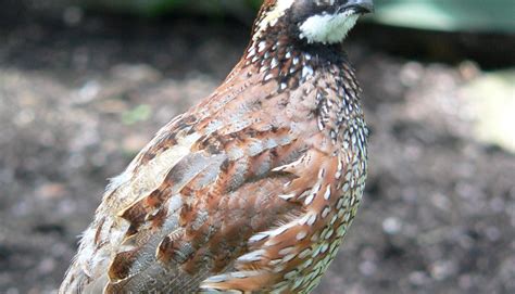 tpwd experts predict quality quail season