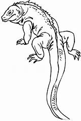 Lizard Coloring Pages Reptile Printable Kids Outline Colouring Print Color Salamander Gecko Drawing Long Sheets Realistic Reptiles Tail Monitor Lizards sketch template